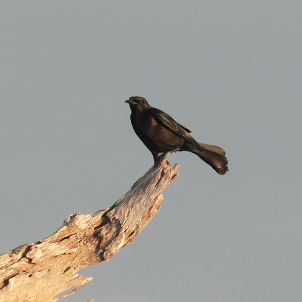 Carib Grackle